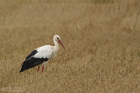 Weissstorch