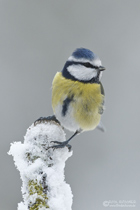 Blaumeise