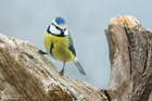 Blaumeise