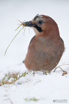 Grasfresser?