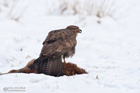 Mäusebussard
