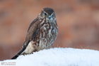Merlin
