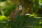 Turmfalke