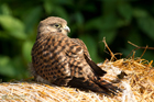 Turmfalke