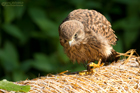 Turmfalke