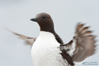 Puffin?