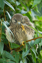 Junger Turmfalke