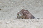 Junger Turmfalke