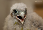 Turmfalke