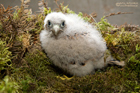 Turmfalke