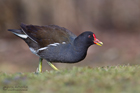 Teichhuhn