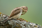 Wendehals