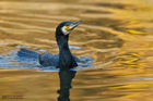 Kormoran