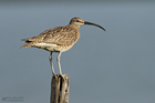 Regenbrachvogel