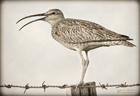 Regenbrachvogel
