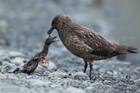 Skua