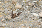 Skua