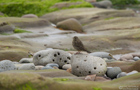 Strandpieper