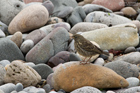 Strandpieper