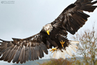 Landeanflug