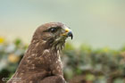 Mäusebussard