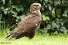 Mäusebussard