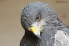 Kordillerenadler