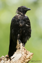 Rabenkrähe