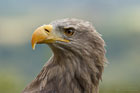 Seeadler